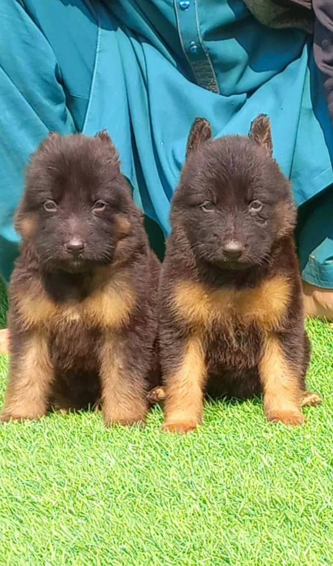 German Shepherd triple coat puppies for sale 0