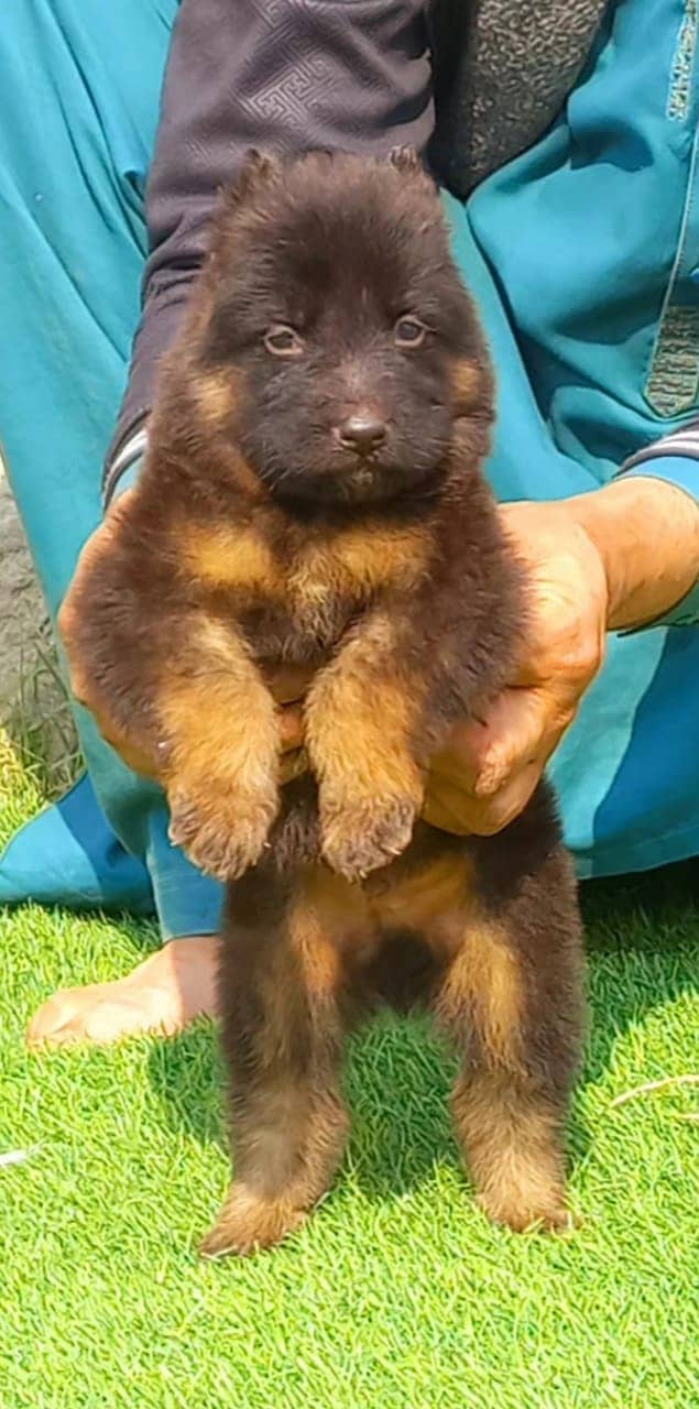 German Shepherd triple coat puppies for sale 1