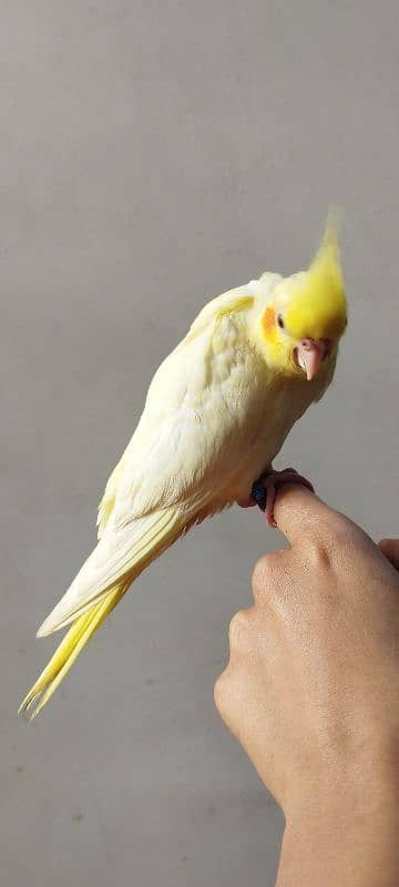 ghar k paly ringneck cocktail lovebird babies 2