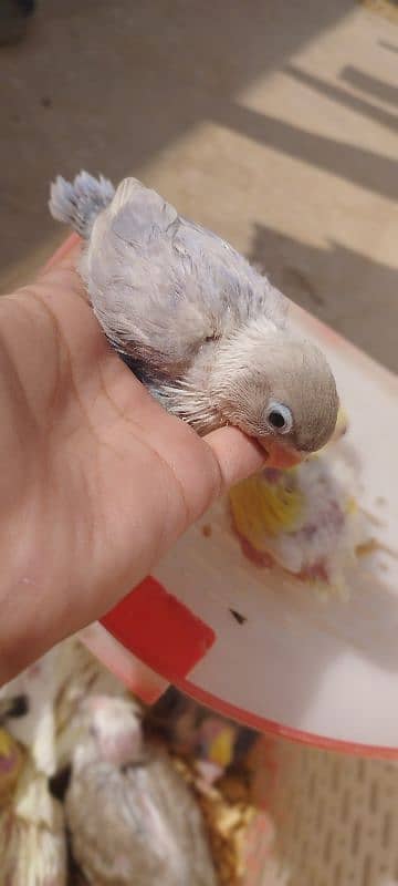 ghar k paly ringneck cocktail lovebird babies 4