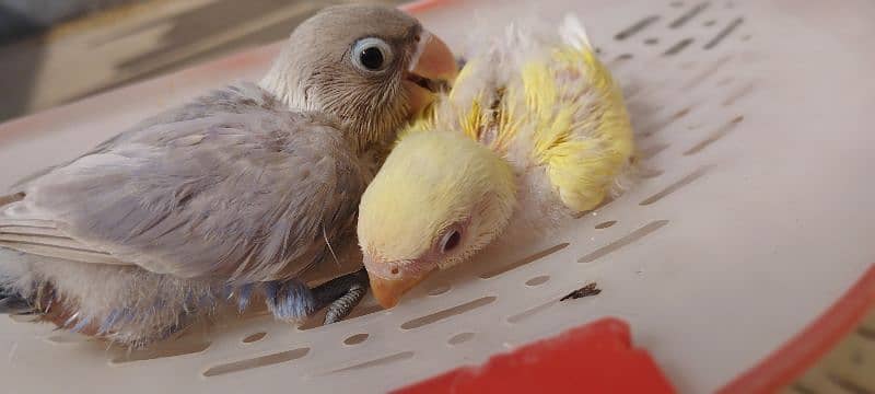 ghar k paly ringneck cocktail lovebird babies 6