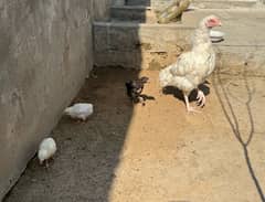 Aseel Murgi with chicks