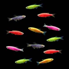 Mix Size Danios Available