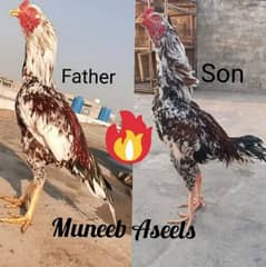 Aseel pair Long height Cheena Shamo x kamalia Murga/ Murgi 03098573144