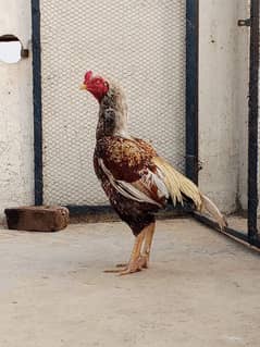 shajra male for sale for breeding 03436602706  contact