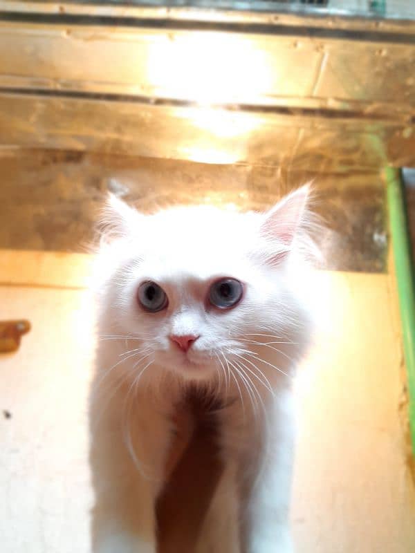 Blue Eyes White Persian Triple Coated Kitten Only On 15 000/- 0