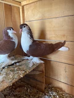 breeder pair ready to breed Available