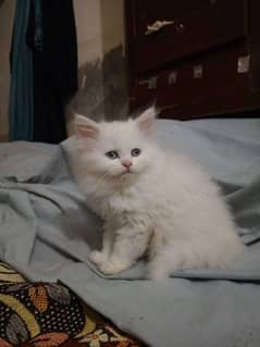 White persian Kitten | Grey eyes persian | White kitten For Sale