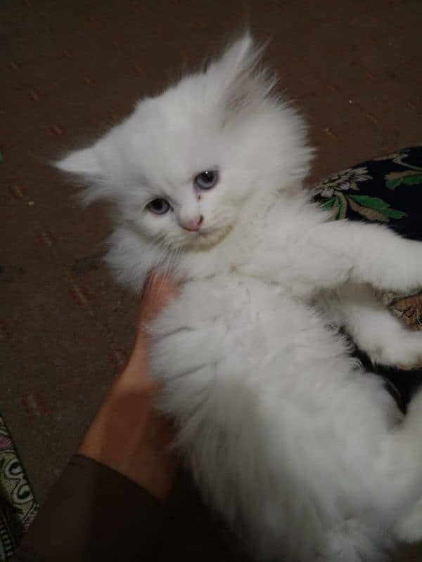 Person female cat for sell 1