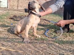 High quality Pakistani bully female pup