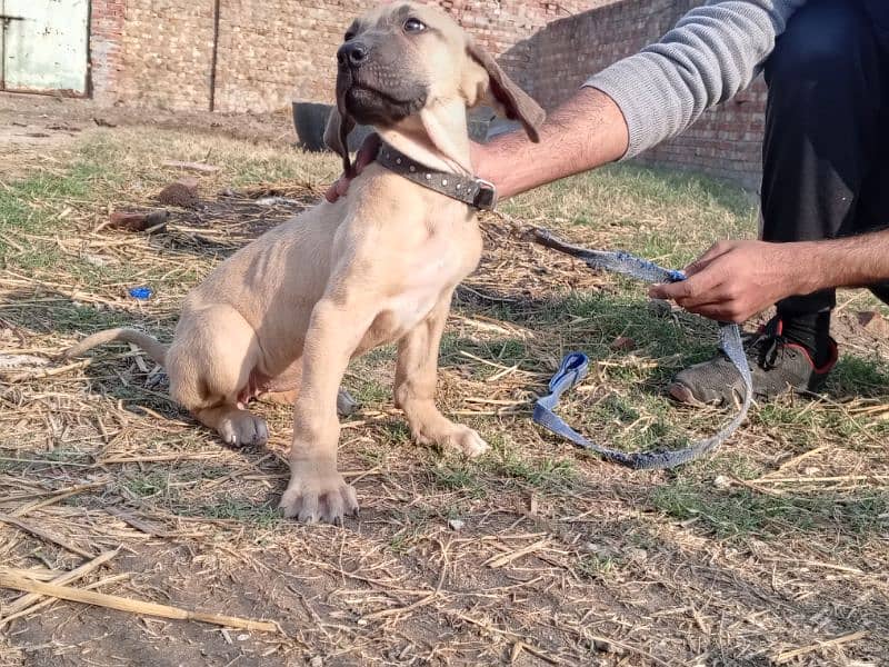 High quality Pakistani bully female pup 0