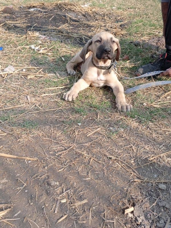 High quality Pakistani bully female pup 1