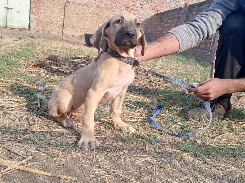 High quality Pakistani bully female pup 3