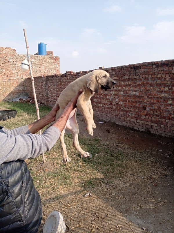 High quality Pakistani bully female pup 4