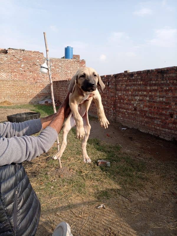 High quality Pakistani bully female pup 5