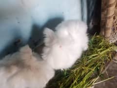 English angora