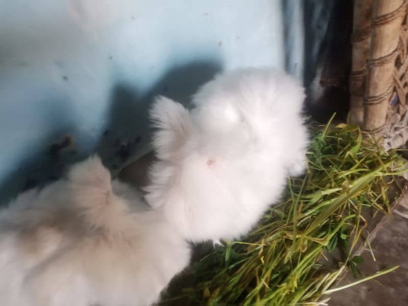 English angora 0