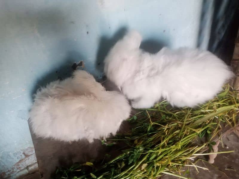 English angora 1