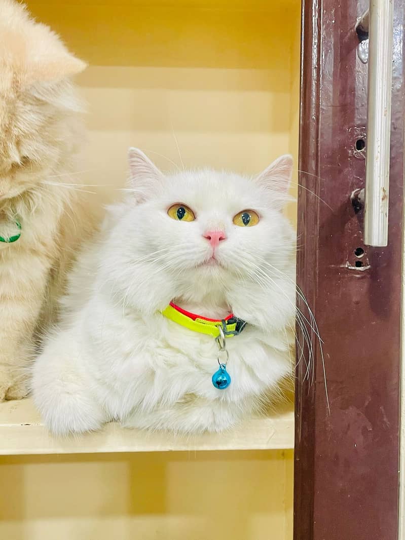 Persian cat Female Age 19 Month dool Face 0