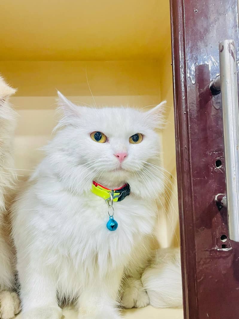 Persian cat Female Age 19 Month dool Face 1