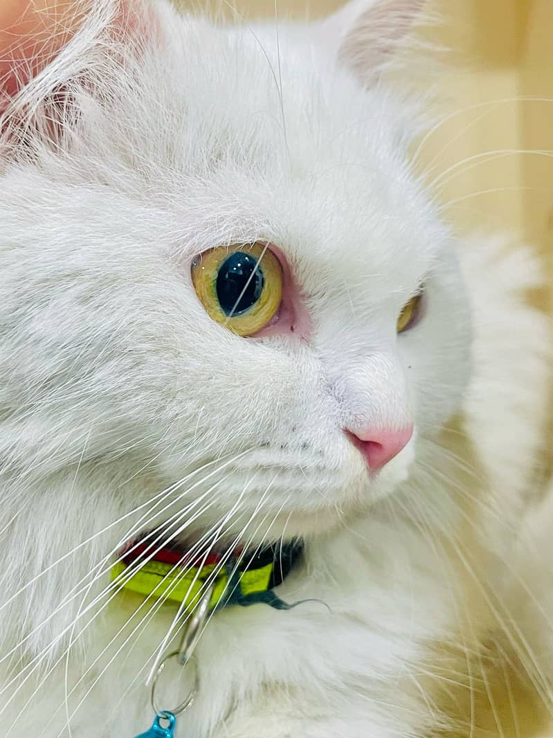 Persian cat Female Age 19 Month dool Face 2