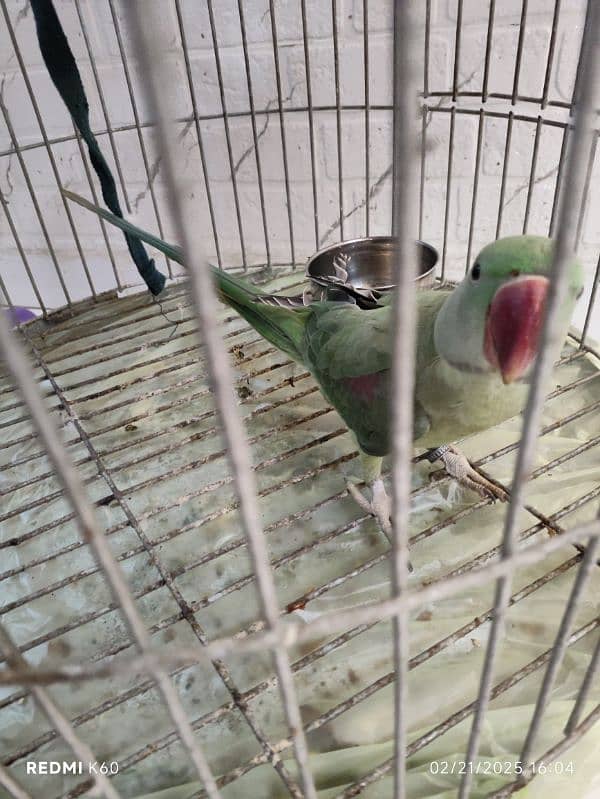 Talking Kashmiri raw Parrot jumbo size With Cage 1