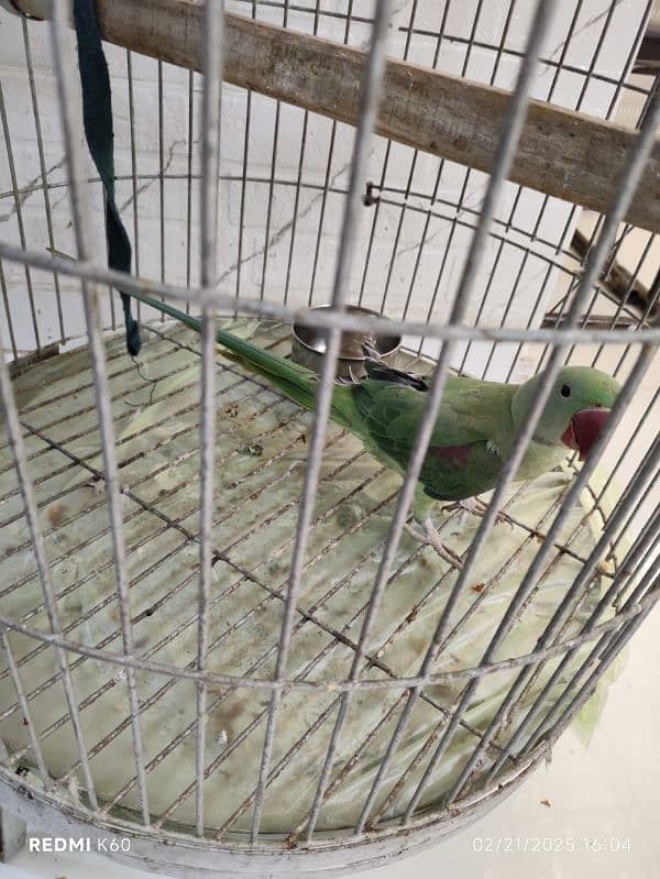 Talking Kashmiri raw Parrot jumbo size With Cage 2