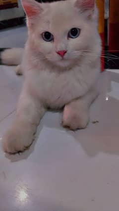 Persian blue eyes female cat