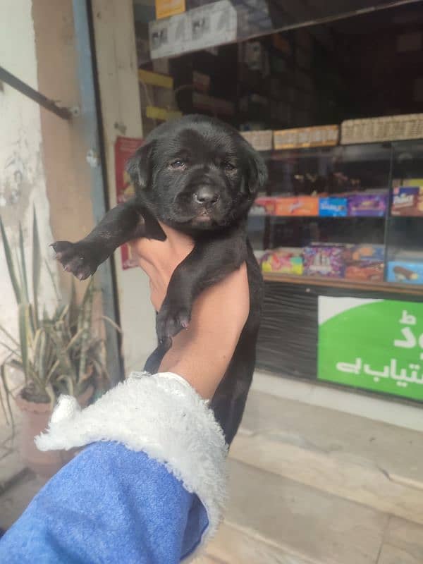 Labrador Dog puppy for sale 03043195600 0