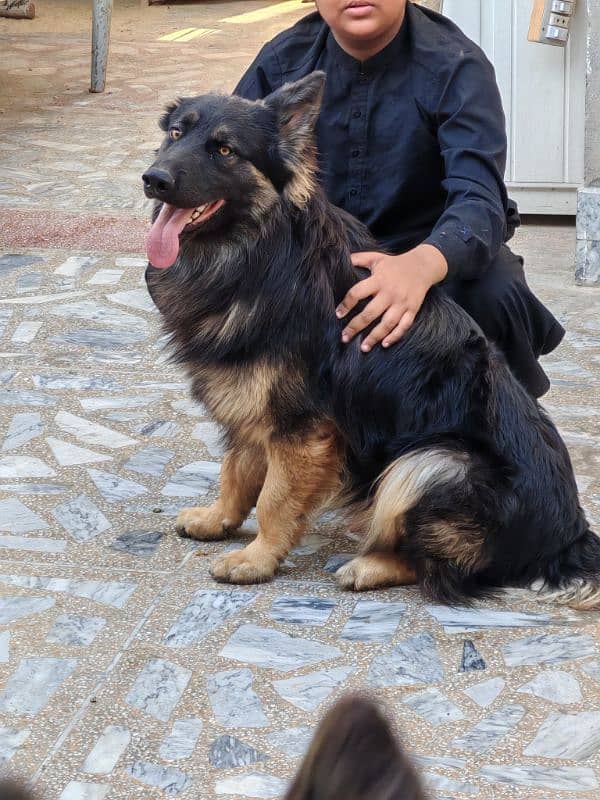 jarmen shepherd pair 1 yearplus           3 cort breed 0