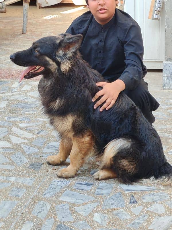 jarmen shepherd pair 1 yearplus           3 cort breed 1