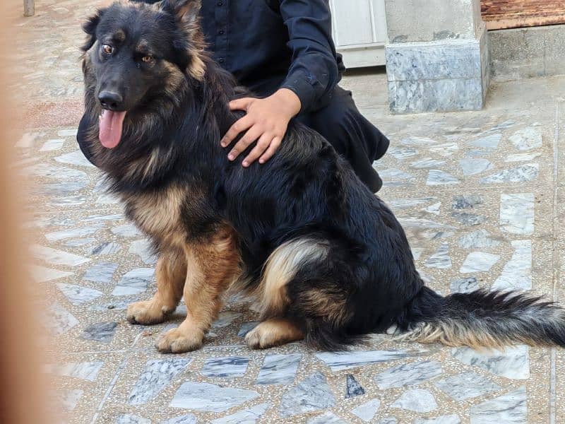 jarmen shepherd pair 1 yearplus           3 cort breed 2