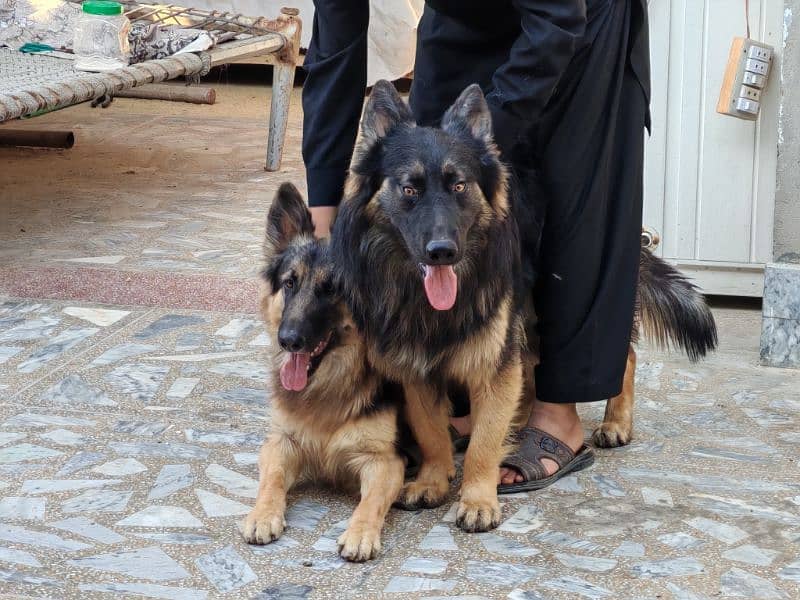 jarmen shepherd pair 1 yearplus           3 cort breed 8