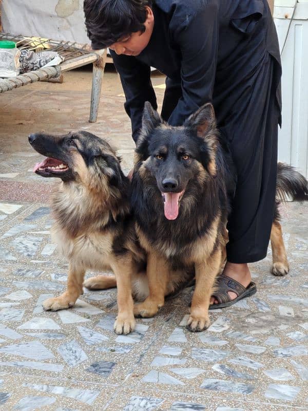 jarmen shepherd pair 1 yearplus           3 cort breed 9