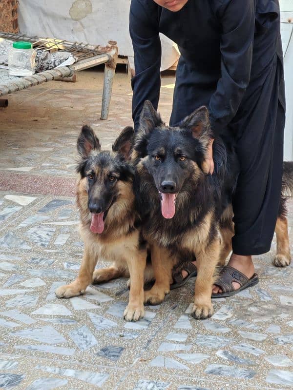 jarmen shepherd pair 1 yearplus           3 cort breed 10