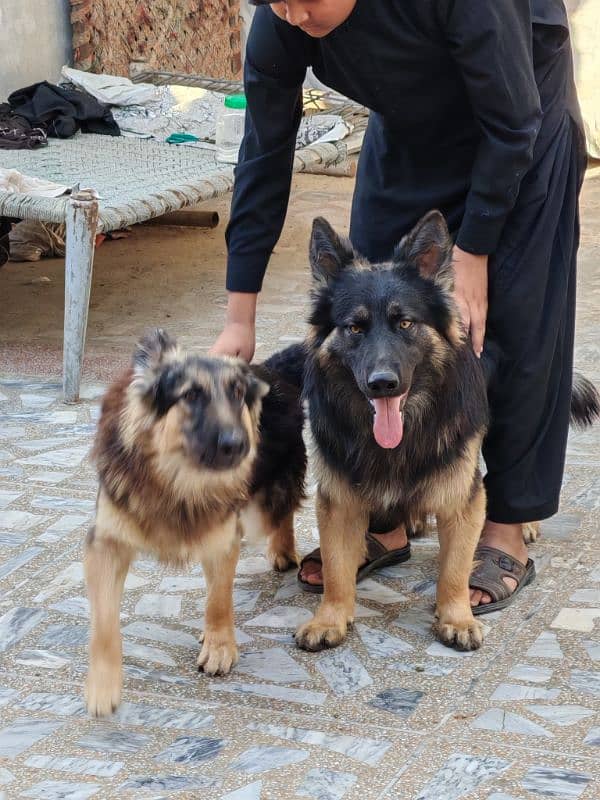 jarmen shepherd pair 1 yearplus           3 cort breed 13