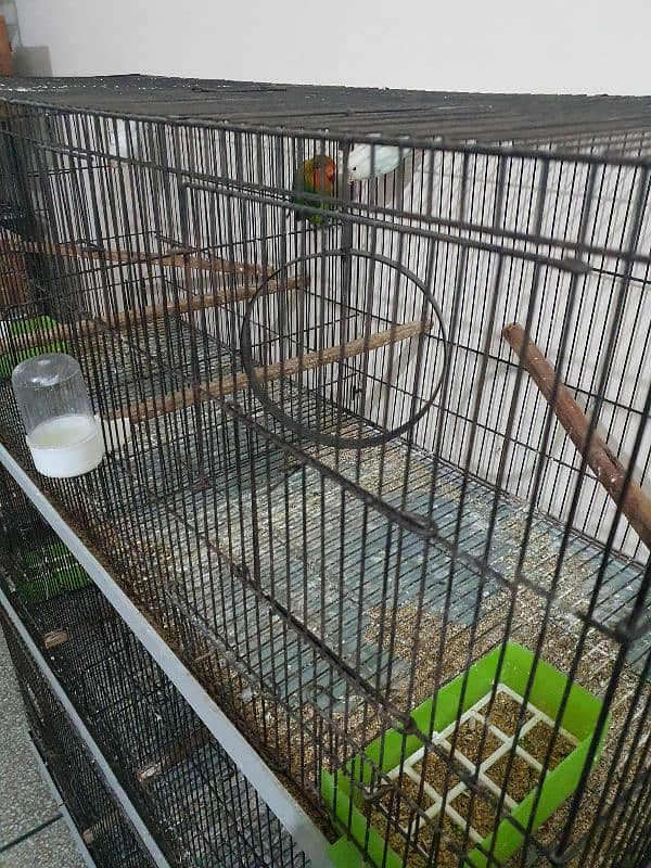 4 ft folding cage with partition for parrots 4