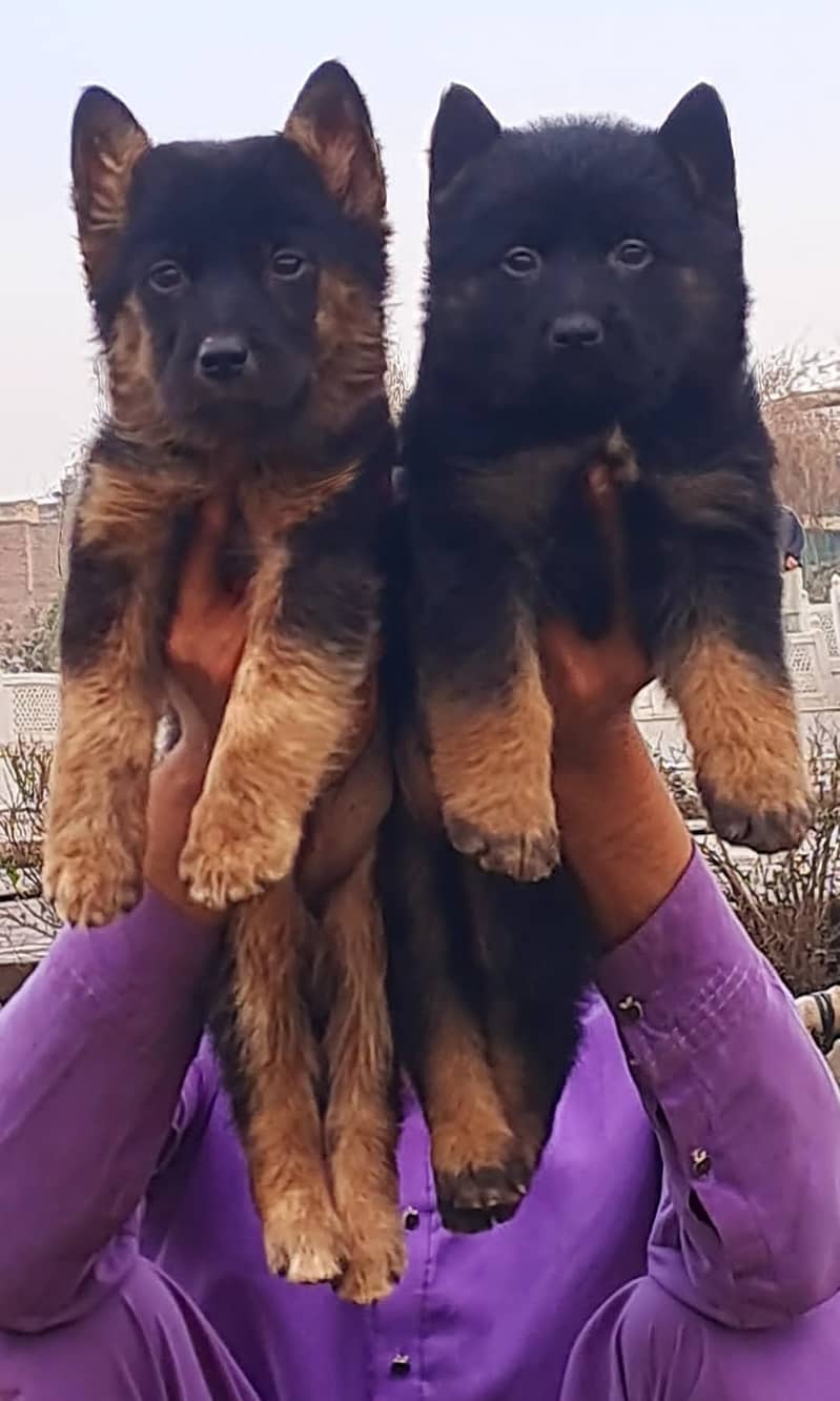 German Shepherd |German Shepherd puppies |puppy |GSD dog |security dog 0