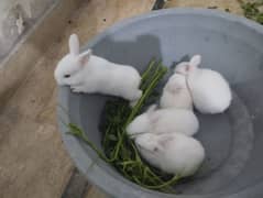 Rabbit kit Available