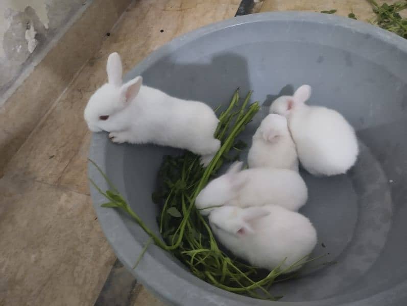 Rabbit kit Available 0