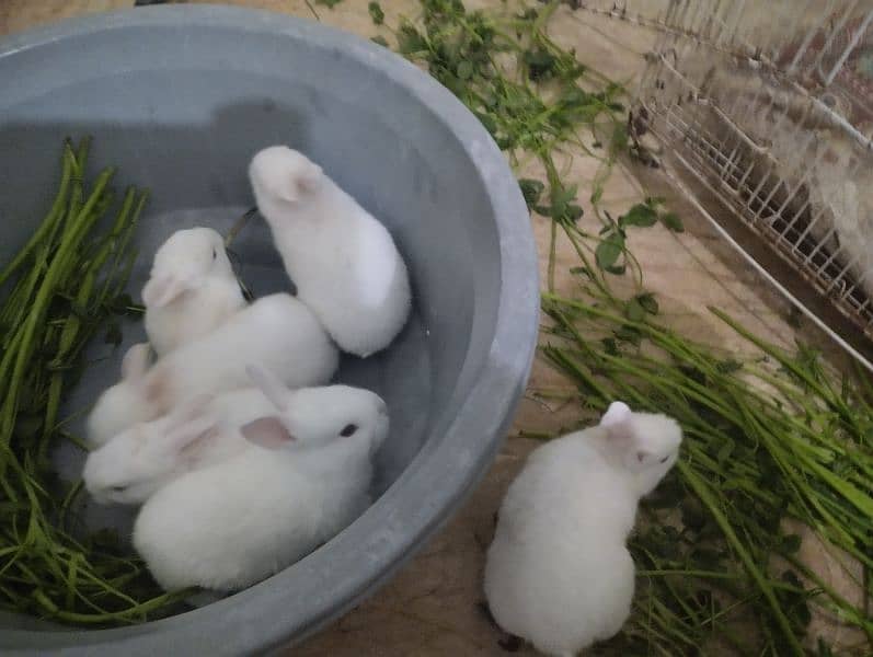 Rabbit kit Available 1