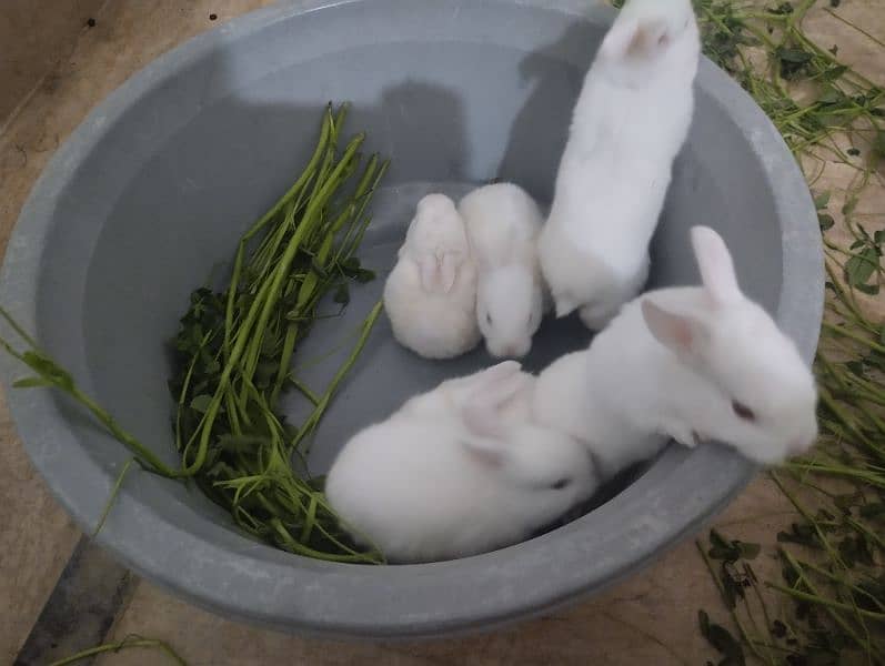 Rabbit kit Available 2