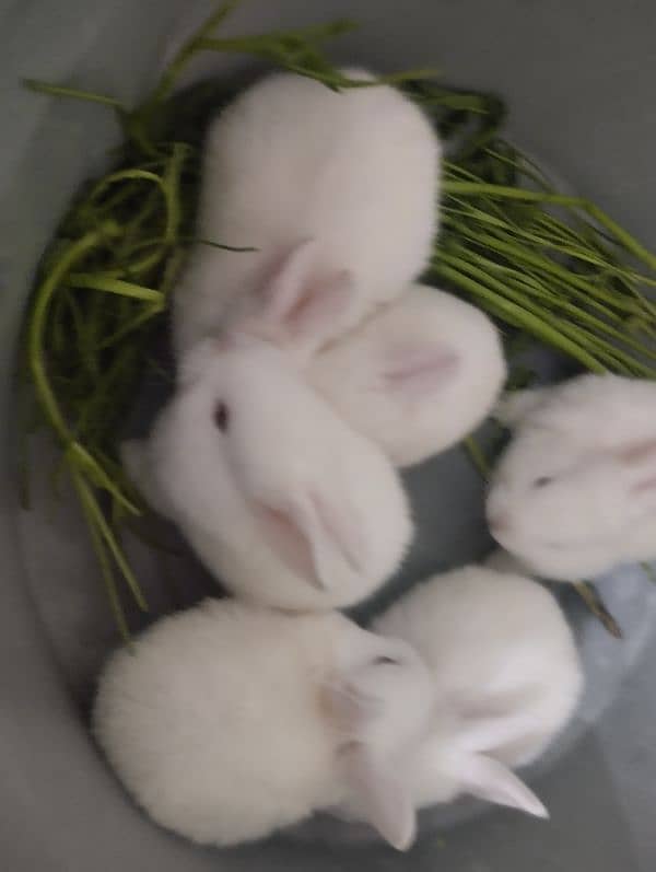 Rabbit kit Available 3