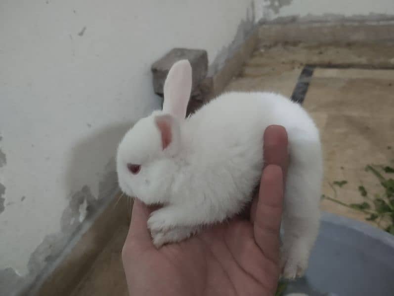 Rabbit kit Available 5