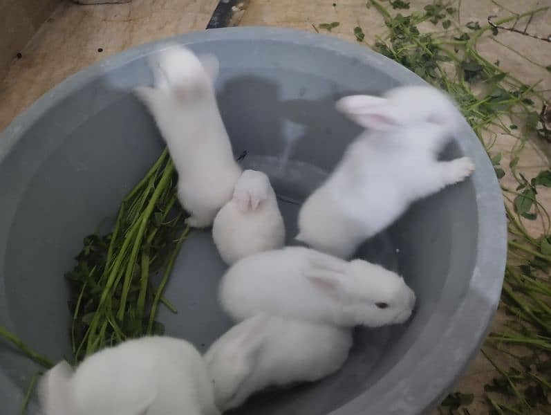 Rabbit kit Available 6