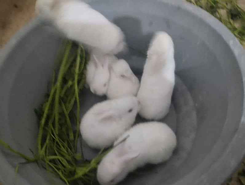 Rabbit kit Available 7