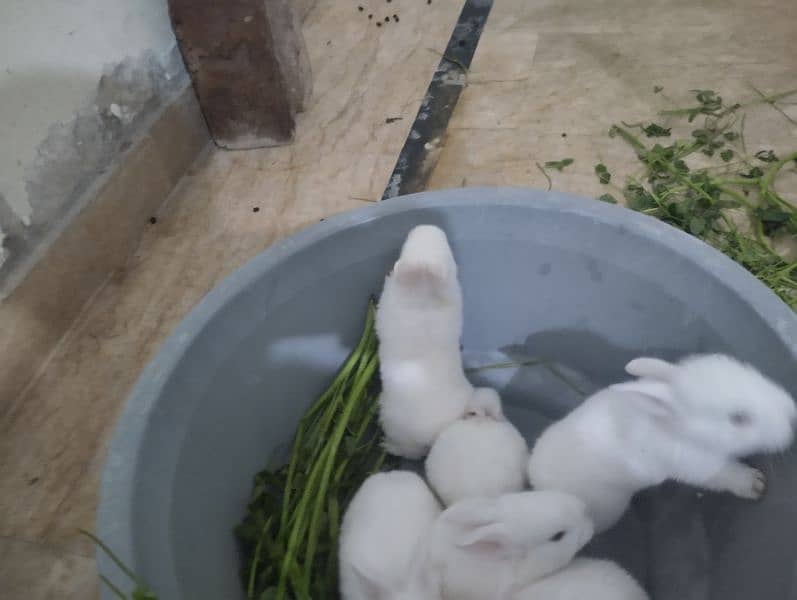 Rabbit kit Available 8