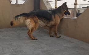 German shepherd female breeder