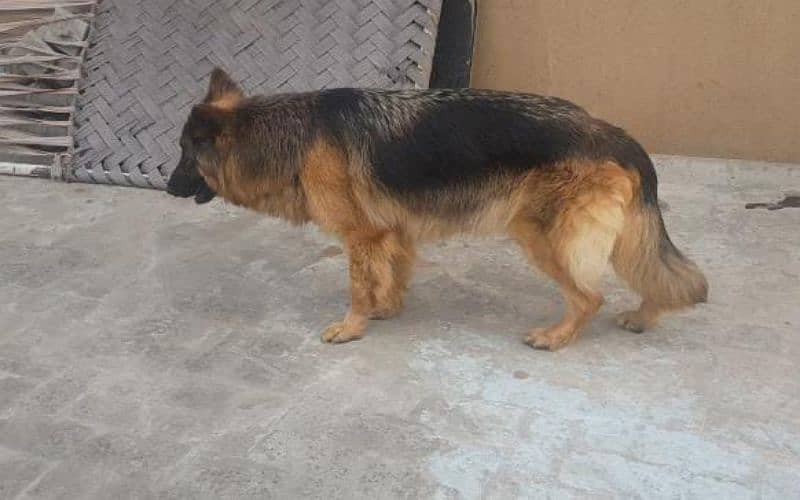 German shepherd female breeder 2