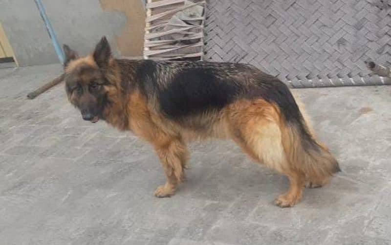 German shepherd female breeder 3